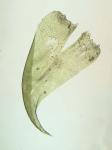 Hypnum curvifolium Hedwig