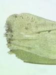 Hypnum curvifolium Hedwig