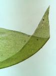 Hypnum curvifolium Hedwig