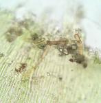 Hypnum curvifolium Hedwig