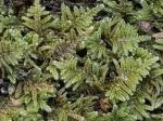 Hypnum fauriei Cardot