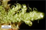 Hypnum fauriei Cardot