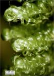 Hypnum fauriei Cardot