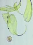Hypnum fauriei Cardot