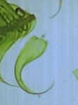 Hypnum fauriei Cardot