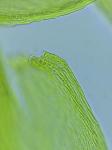 Hypnum fauriei Cardot
