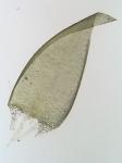 Hypnum lindbergii Mitt.