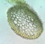 Hypnum lindbergii Mitt.