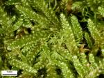 Hypnum pallescens (Hedw.) P. Beauv.