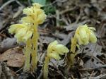 Hypopitys monotropa Crantz