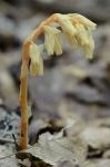 Hypopitys monotropa Crantz