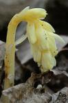 Hypopitys monotropa Crantz