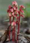 Hypopitys monotropa Crantz