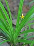 Hypoxis curtisii Rose