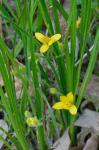 Hypoxis hirsuta (L.) Coville