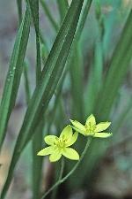 Hypoxis hirsuta (L.) Coville