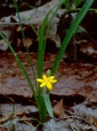 Hypoxis hirsuta (L.) Coville
