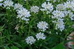 Iberis amara Linnaeus