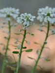 Iberis amara Linnaeus