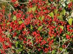 Ilex collina Alexander
