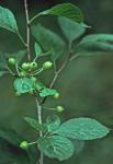 Ilex collina Alexander