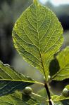 Ilex collina Alexander