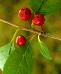 Ilex collina Alexander