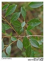 Ilex coriacea (Pursh) chapman