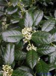 Ilex cornuta Lindley