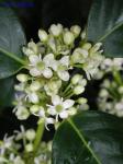 Ilex cornuta Lindley