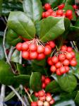 Ilex cornuta Lindley