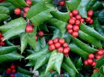 Ilex cornuta Lindley