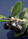 Ilex crenata Thunberg