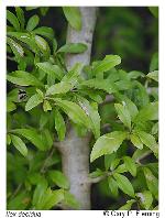 Ilex decidua Walt.
