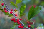 Ilex decidua Walt.