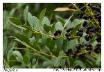 Ilex glabra (L.) Gray