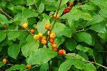 Ilex laevigata (Pursh) Gray