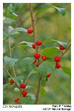 Ilex laevigata (Pursh) Gray