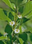 Ilex laevigata (Pursh) Gray