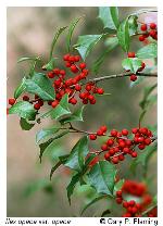 Ilex opaca Aiton var. opaca