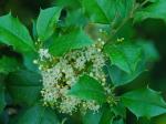 Ilex opaca Aiton var. opaca