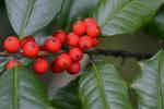 Ilex opaca Aiton var. opaca