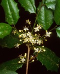 Ilex opaca Aiton var. opaca