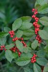 Ilex verticillata (L.) Gray