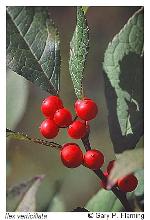 Ilex verticillata (L.) Gray