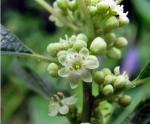 Ilex verticillata (L.) Gray