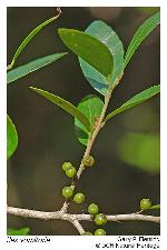 Ilex vomitoria Aiton