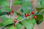 Ilex vomitoria Aiton