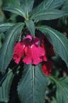 Impatiens balsamina L.