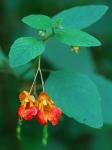 Impatiens capensis Meerburg